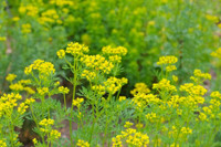 Ruta graveolens, rue, common rue, herb-of-grace